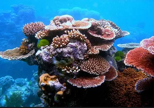 Eco Sea Scooter Guided Beach Tour From The Famous Kapalua Bay