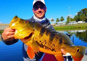 Peacock Bass Fishing Trips Near Miami Florida