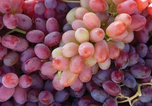 Sonoma And Napa Wine Tour Private Tours 8 to 10 Hours max 14 pax