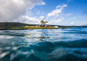 1.5-Hour Guided Whale Watching Tour