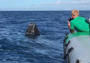 Whale Watching Experience