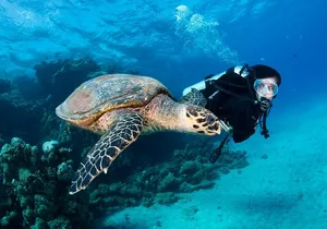 1 Tank Shore Dive at Sea Turtle Cove