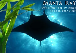 Manta Ray Night Snorkel from Kona — Small Group