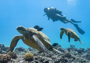 Incredibly Fun Coral Reef Giant Sea Turtles 4hour Boat Scuba Tour