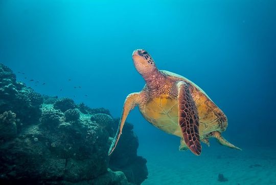 Kauai's Ultimate Dive Boat Adventure (for CERTIFIED Divers Only)