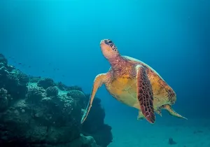 Kauai's Ultimate Dive Boat Adventure (for CERTIFIED Divers Only)
