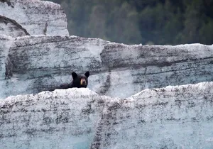 Bears, Trains & Icebergs Tour