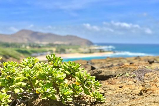 Oahu Custom Private Circle Island and Mini Circle Island Tours