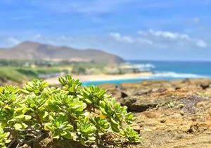 Oahu Custom Private Circle Island and Mini Circle Island Tours