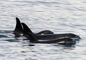 Kenai Fjords Orca Quest Cruise