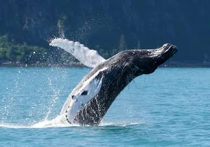 Kenai Fjords and Resurrection Bay Half-Day Wildlife Cruise