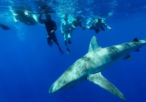 Cage-Free Shark Swim from Oahu