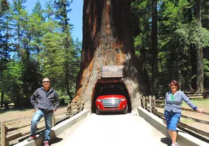 Avenue of the Giants Redwoods private 2-day tour +1 night hotel