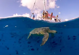 Turtle Canyon Snorkel * Turtles guaranteed!!!