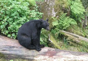 Prince of Wales Island Bear-Viewing Tour By Air From Ketchikan