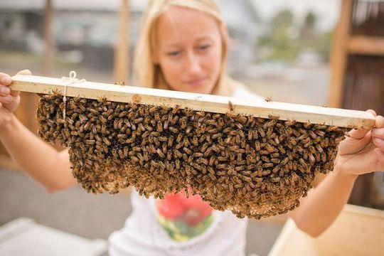 Kona Tour: Bee Farm, Kona Coffee, and National Historical Parks