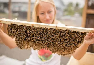 Kona Tour: Bee Farm, Kona Coffee, and National Historical Parks