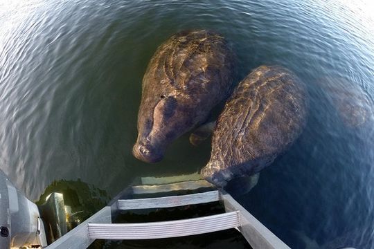 Small group Manatee Tour with In-Water Divemaster/Photographer