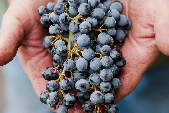 Private Wine Tour with Tastings from Eugene