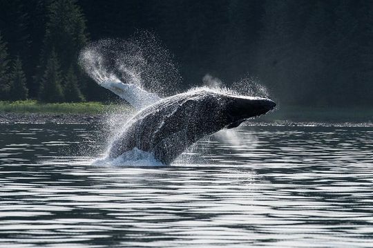 Hoonah Whale-Watching Cruise - Near Icy Strait Point