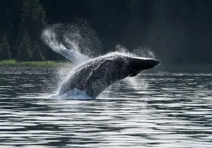 Hoonah Whale-Watching Cruise - Near Icy Strait Point