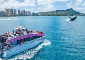 2-Hour Whale Watching Waikiki Oahu Guaranteed sightings!