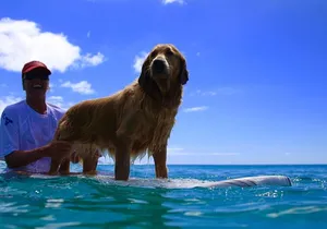 Surf Lessons on the North Shore of Oahu