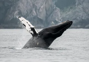 Juneau Wildlife Whale Watching & Mendenhall Glacier