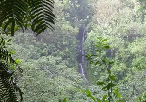 Rainforest Waterfall Trail and Shuttle Service