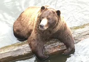 Simply Amazing Sitka Tour: Fortress of the Bear, Alaska Raptor, & Totems