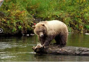 Icy Strait Small Group Shore Excursion: We're going on a bear hunt!