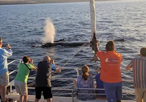 Sunset Cruise with the Whales from Anaeho'omalu Bay