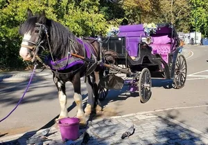 Official Private New York City Central Park Horse Carriage Ride Since 1965™