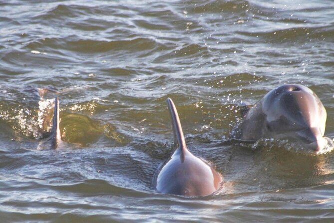 2-Hour Dolphin and Nature Eco Tour from Orange Beach