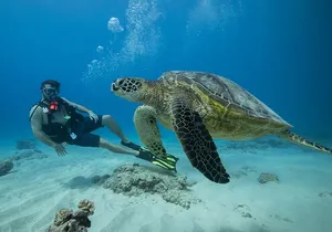 Certified Diver: 2-Tank Shallow Reef Dives off Oahu