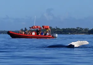 Maui Whale-Watching Tour by Raft from Kihei