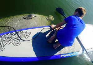 Paddle Board or Kayak Eco Dolphin Manatee Tour