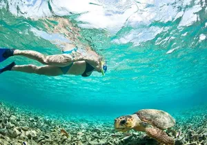 Manta Ray Snorkel Experience