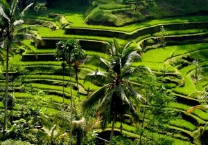 Bali Full-Day Traditional Village Sightseeing Trip All Inclusive