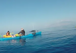 Makena Whale Watching and Snorkel