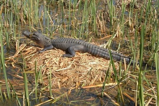 Honey Island Swamp Boat Tour with Transportation from New Orleans