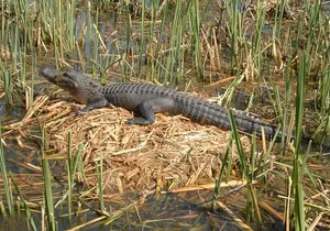 Honey Island Swamp Boat Tour with Transportation from New Orleans