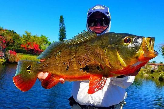 Miami Airport Lakes Peacock Bass Fishing Trip (1 to 4 ppl)