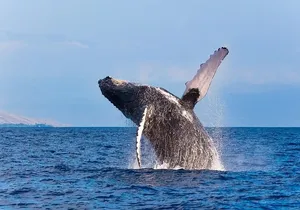 Zodiac Raft Whale Watching Adventure