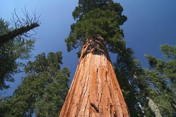 Sequoia National Park Adventure from Tulare