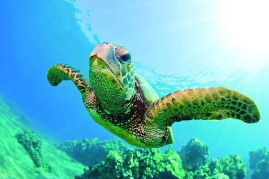Waikiki Catamaran Snorkel Sail with Lunch: Turtles Guaranteed