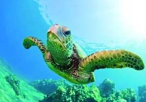 Waikiki Catamaran Snorkel Sail with Lunch: Turtles Guaranteed
