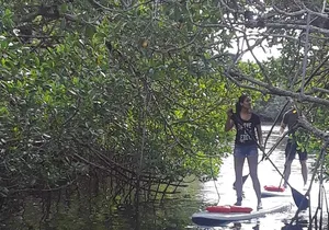 Naples Fl, Paddleboard Mangrove Forest Tour