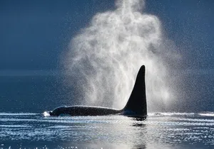 Narrated Whale Watching Cruise with Glacier View Stop