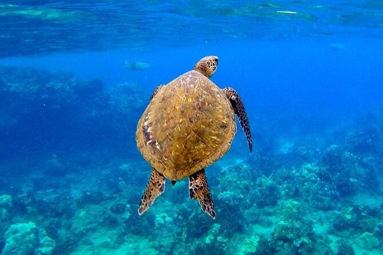 Snorkeling for Non-Swimmers with Photos Guided Tour Wailea Beach